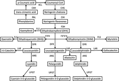 Figure 2. General anthocyanin biosynthetic pathway in higher plants [Citation23–25].