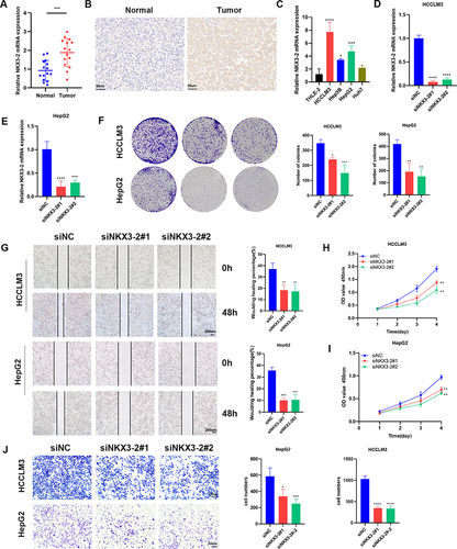 Figure 8 NKX3-2 exhibited amplification in HCC specimens and silencing NKX3-2 decreased the proliferation and migration of HCC cells. (A) NKX3-2 mRNA expression in tumor and adjacent normal tissues. (B) Representative images and staining scores of the IHC assay (scale bars: 50μm). (C) qRT-PCR showed NKX3-2 was up-regulated in HepG2, HCCLM3 and Hep3B HCC cells than in THLE-2 cells. (D) HCCLM3 cells and (E) HepG2 cells were transfected with siNKX3-2 for 48h and qRT-PCR detected the knockdown efficiency. (F) After NKX3-2 knockdown, the cloning ability of HCCLM3 and HepG2 cells decreased. (G) Wound healing experiments showing the migration ability of HCCLM3 and HepG2 cells was inhibited after NKX3-2 knockdown (scale bars: 200 μm;). CCK8 assays showing the proliferation of HCCLM3 (H) and HepG2 (I) cells was inhibited after NKX3-2 knockdown. (J) Transwell assays showing the invasion capability of HCCLM3 and HepG2 cells were suppressed after NKX3-2 silencing (scale bars: 100 μm;). **P < 0.01; ***P < 0.001; ****P < 0.0001; ns, no significance.