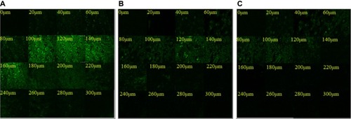 Figure 6 CLSM micrographs of mouse skin after application of the fluorescent probe RR in TP ethosomes (A), TP hydroethanolic solution (B), and TP liposomes (C).Abbreviations: CLSM, confocal laser scanning microscopy; RR, rhodamine red-X and succinimidyl ester; TP, testosterone propionate.