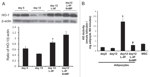 Figure 3 Effect of L-4F on HO-1 expression and activity. (A) Western blot of HO-1 proteins in MSC-derived adipocytes treated with L-4F and SnMP. Representative immunoblots are shown (n = 4). MSCs were cultured in adipogenic differentiation media and L-4F was added every 3 days. Quantitative densitometry evaluation of HO-1 and actin proteins ratio was determined. Data are expressed as means ± SD (*p < 0.05 vs. day 12). (B) Effect of L-4F on HO activity as measured by bilirubin generation. Bilirubin formed in cellular homogenates in the presence of heme and NADPH was measured (*p < 0.001 vs. day 12). Combination of L-4F with SnMP reduces HO activity (#p < 0.001 vs. day 12 + L-4F).