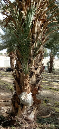 Figure 7. An offshoot (a sucker) of a juvenile date palm’s axillary bud groomed for vegetative propagation at a date palm plantation in the Central Jordan Valley (photographed by D. Langgut). When at ground level or when surrounded by boxes (in the past), or wrapped in plastic sheets (today), the offshoots are enclosed in soil or potting mixture, which allows them to develop an adventitious root system; after three to five years, it can be removed from the mother tree and replanted.