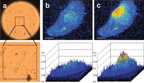 Figure 1. (A) Isolated mesenteric artery smooth muscle cell (VSMC). (B) Ca2+ fluorescence image of a Fluo-4-AM–loaded mesenteric VSMC. (C) Ca2+ fluorescence image of the same cell as in B during the occurrence of an elementary Ca2+ release event (Ca2+ spark). The Ca2+ fluorescence images were recorded with an inverted microscope (Nikon Eclipse Ti, oil immersion objective x40, numerical aperture 1.3). Details are as described in [Citation6]. Magnification in A (10x ocular, 20x objective, numerical aperture 0.45). Bar, 2 µm.
