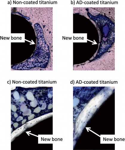 Figure 3. Representative examples of light microscopic images of non-coated (a, c) and AD-coated (b,d) titanium implants in rat femurs 12 weeks after the surgical procedure. In this example, the new bone layer is much thicker on the AD-coated implant surface than on the non-coated implant surface. Toluidine blue was used for staining. It is noteworthy that a fibrous capsule was not visible on the AD-coated implants. 2 × magnification (a, b) and 10 × magnification (c, d).
