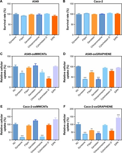 Figure 7 The viability of A549 cells and Caco-2 cells treated with inhibitors (A, B). The designated concentration of inhibitors showed no significant cytotoxicity in the two cell lines. The relative intracellular amount of oxMWCNTs in A549 cells (C), oxGRAPHENE in A549 cells (D), oxMWCNTs in Caco-2 cells (E), and oxGRAPHENE in Caco-2 cells (F) after blocking certain endocytic pathways. Data were expressed as mean ± SE, n≥30 (*P<0.05; **P<0.01; ***P<0.001).Abbreviations: MWCNTs, multi-walled carbon nanotubes; NC, negative control.