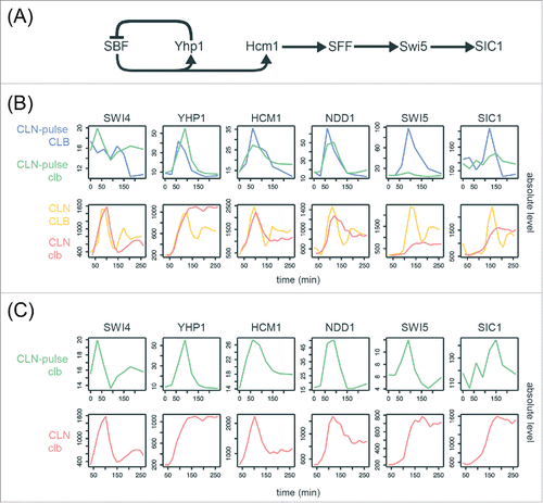 Figure 4. Evidence for serial activation of network TFs in cells lacking B-cyclins. (A) Diagram of the network TFs model proposed by Orlando et al.Citation27 SIC1 is an output normally activated by Swi5 during mitotic exit. See Table S3 for edge evidence. (B)(C) Line graphs showing the absolute transcript levels (arbitrary units) of the network TFs components in the CLB control and clbΔ mutant data sets from Orlando et al.Citation27 and Rahi et al.Citation33