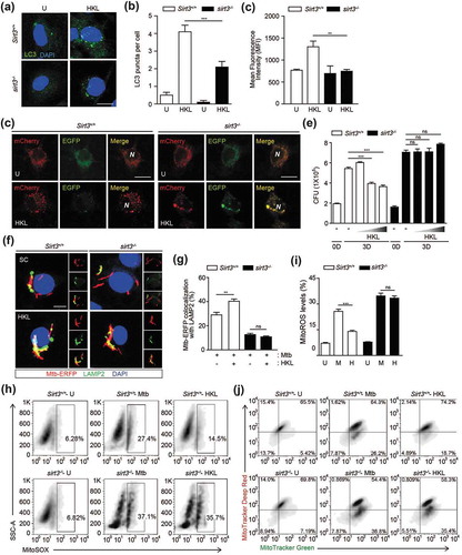 Figure 7. SIRT3 activation enhances antibacterial autophagy, antimicrobial responses and ameliorates mitochondrial damage and oxidative stress during mycobacterial infection. (a-c) BMDMs from Sirt3+/+ mice were stimulated with HKL (20 uM) for 24 h. Alexa Fluor 488-conjugated LC3 (green) and DAPI (blue) were detected by confocal microscopic analysis. (b) Quantitative analysis of LC3 puncta per cell. (c) Flow cytometric analysis of LC3B expression. Average MFIs of LC3B expression. (d) Sirt3+/+ and sirt3−/- BMDMs were transduced with retroviruses expressing a tandem-tagged mCherry-EGFP-LC3B and then infected with Mtb (MOI = 10) for 24 h. Cells were mCherry or EGFP expressing LC3B was detected by confocal microscopy. Scale bar: 5 μm. (e-j) Sirt3+/+ and sirt3−/- BMDMs were infected with Mtb (MOI = 1 for e or MOI = 10 for f-j) for 4 h and then treated with HKL (2, 10, and 20 μM) for 3 days (e) or 24 h (f-j, HKL 20 μM). (e) Intracellular survival of Mtb assessed by CFU assay. (f and g) Mtb-ERFP (red), Alexa Fluor 488-conjugated LAMP2 (green), and DAPI (blue) were detected by confocal microscopy. (f) Representative immunofluorescence images of three independent replicates are shown. Scale bar: 5 μm. (g) Quantitative data of colocalization analyses showing the means ± SEM of three independent experiments, with each experiment including at least 100 internalized mycobacteria scored in seven random fields. (h-i) MitoSOX FACS analysis (Representative images, for H; quantitative analysis, for I). (j) FACS analysis for MitoTracker Deep Red and MitoTracker Green. **P < 0.01, ***P < 0.001, ns, not significant. U, uninfected; M, Mtb; HKL, honokiol; N, nuclei. Two-way ANOVA (b,c,g and i) or one-way ANOVA (e). Data are representative of three independent experiments (a,d,f and h-j), and values represent means (± SEM) from three or four independent experiments performed in triplicate (B,C,E,G and I).