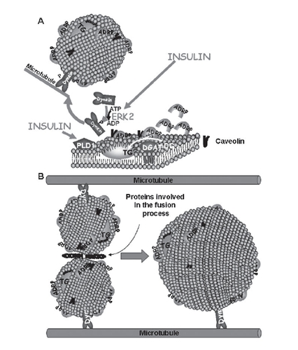 Figure 3 (A) Lipid droplets are formed as primordial droplets at the microsomal membranes. Insulin stimulates the droplet formation by activating PLD1 and ERK2. ERK2 phosphorylates the motor protein dynein, which is then recruited to the droplets to promote their formation and fusion. Diacylglycerol acyltransferase (DGAT) catalyzes the formation of triglycerides (TG) from diglycerides (DG) and fatty acids (FA). It has been suggested that the lipid droplet is initiated by the oiling out of triglycerides between the leaflets of the membrane. (B) Primordial droplets increase in size by fusion. This process depends on dynein and its interaction with microtubules. Moreover it involves specific proteins that catalyze fusion between the droplets.