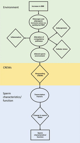 Figure 2. Obesity related impact on sperm. Increased BMI induces the obesity-related hallmarks adipogenesis, stress and low-grade systemic inflammation within the epididymal white adipose tissue (eWAT) to alter the sperm environment. The altered sperm environment changes sperm RNAs regulated by Chromatin remodeler cofactors, RNA interactors, Erasers and Writers (CREWs) of methylation, acetylation and ubiquination to impact sperm characteristics and function.