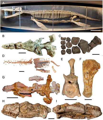 Fig. 4. Australian Mesozoic sauropterygians. A, Eiectus longmani (MCZ 1285; holotype) in left lateral view (Wikimedia Commons). Scale = 1 m. B, Kronosaurus queenslandicus (QM F18827; proposed neotype [part]) skull in dorsal view (modified from McHenry Citation2009). Scale = 30 cm. C, Elasmosauridae incertae sedis (QM F3567; holotype [part] of Woolungasaurus glendowerensis) partial forelimb. Scale = 5 cm. D, Opallionectes andamookaensis (SAMA P24560; holotype) partial postcranial skeleton in dorsal view. Scale = 30 cm. E, Polycotylidae incertae sedis (AM F6268; holotype [part] of Cimoliasaurus leucoscopelus) cervical vertebra in anterior view. Scale = 3 cm. F, Leptocleidus clemai (WAM 92.8.1; holotype [part]) humerus of assigned specimen in dorsal view. Scale = 3 cm. G, Umoonasaurus demoscyllus (AM F99374; holotype [part]) partial skull in dorsal view. Scale = 5 cm. Eromangasaurus australis (QM F11050; holotype [part]) skull in H, left lateral and I, right oblique ventral views. Scale = 5 cm.