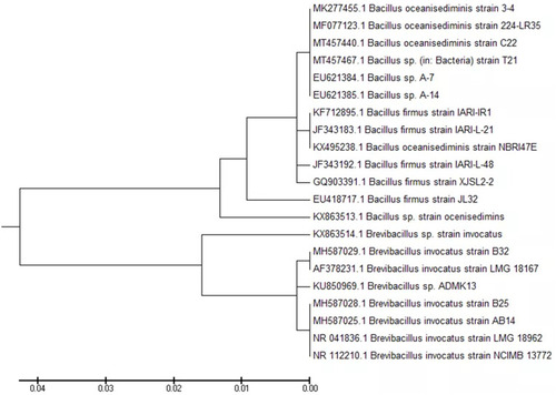 Figure 1 Phylogenetic dendrogram based on 16S rRNA gene sequences showing the site of strain AKM5 & AKM6 between members of diverse genus species. The evolutionary history was inferred using the UPGMA method.Citation59 The optimal tree with the sum of branch length = 0.13321378 is shown. The tree is drawn to scale, with branch lengths in the same units as those of the evolutionary distances used to infer the phylogenetic tree. The evolutionary distances were computed using the Kimura 2-parameter methodCitation60 and are in the units of the number of base substitutions per site. The analysis involved 21 nucleotide sequences. All positions containing gaps and missing data were eliminated. There were a total of 258 positions in the final dataset. Evolutionary analyses were conducted in MEGA6.Citation61