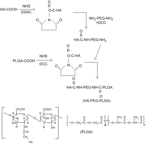 Figure 1.  Schematic representation of synthesis of HA-PEG-PLGA polymer.