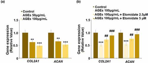 Figure 4. Etomidate ameliorated AGEs-induced decrease in COL2A1 and ACAN. (a). Cells were stimulated with AGEs (50, and 100 μg/mL) for 24 hours. Gene levels of COL2A1 and ACAN were measured; (b). Cells were stimulated with AGEs (100 μg/mL) with 2.5, and 5 μM Etomidate for 24 hours. Gene levels of COL2A1 and ACAN were measured (**, ***, P < 0.01, 0.005 vs. control group; ##, ###, P < 0.01, 0.005 vs. AGEs treatment group, N = 6)