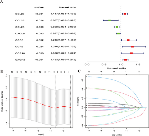 Figure 2 COX and LASSO regression analysis to identify signature genes in the training set. (A) We used univariate cox regression analysis to screen prognostic related genes in the training set. (B) Cross-validation of the LASSO regression. (C) Coefficient value of prognostic genes.