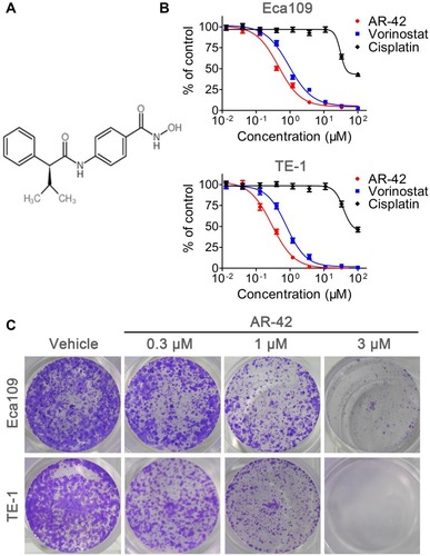 Figure 2 AR-42 inhibits ESCC cell viability in vitro. (A) Chemical structure of AR-42. (B) The sensitivity of ESCC cells to AR-42 was detected using MTT test. Cell viability is presented as mean ± SD (n=3). (C) AR-42 inhibited the formation of Eca109 and TE-1 cell clones.