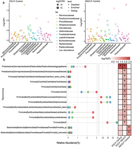 Figure 2. Differential analysis of bacterial taxonomic levels and ASVs. (a) Differential analysis of ASVs. The horizontal axis represents the phylum corresponding to the ASVs, and the vertical axis represents -log10(P), where results from edgeR analysis with p < 0.05 and fdr < 0.1 are considered significantly different. (b) Differential analysis of bacterial taxonomic levels from phylum to species. Red, blue, and green circles represent EOLP, NEOLP, and Control groups, respectively, with the horizontal axis indicating relative abundance. The heatmap on the right shows differential analysis between pairs, where colors correspond to -log10(P), and *indicates significance with Wilcoxon test p < 0.05 and fdr < 0.1.