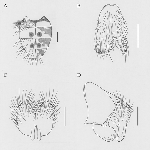 Figure 4. Helina midmargiseta Xue, sp. nov. (A) Male, abdomen in dorsal view; (B) male, sternite 5 in ventral view; (C) male, cerci in posterior view; (D) male, terminalia in profile. Scale bars: A, 1 mm; B, 0.5 mm; C, D, 0.2 mm.