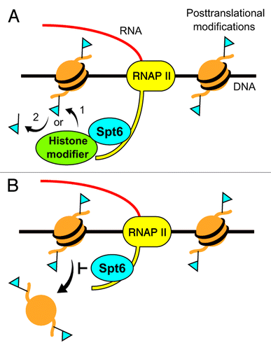 Figure 1. Two fundamentally distinct functions of Spt6 in the regulation of histone modification. (A) Spt6 serves as a transcription machinery-anchored platform for the recruitment of histone modifiers to target loci. Budding yeast Spt6 assists Set2, which interacts with the RNAP II CTD, to trimethylate histone H3 at Lys-36 during transcription (see arrow #1). In mammals, SETD2 is recruited to target loci through interaction with Iws1, a highly conserved Spt6-interacting protein. For demethylation of histone H3, Spt6 recruits JMJD3/KDM6B, KDM6A, and KIAA1718 to target loci (see arrow #2). (B) Spt6 serves as a molecular liaison that prevents cotranscriptional dissociation of preexisting histones H3 and H4. At a minimum, this function is required for the maintenance of histone H3 methylation at Lys-4 and Lys-9 in euchromatin and heterochromatin, respectively. Other posttranslational modifications of histone molecules could also be maintained through this function.