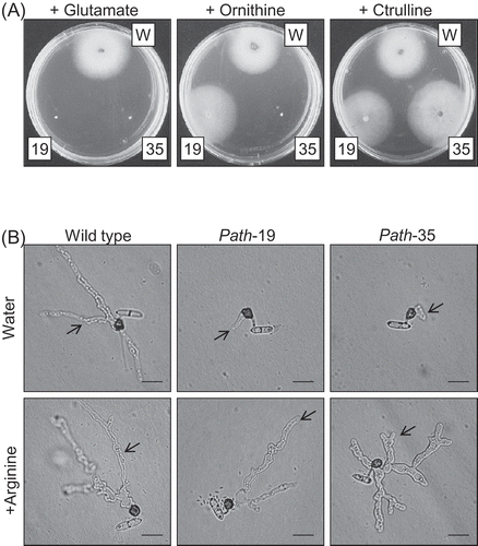 Figure 3. (A) Vegetative growth assay of auxotrophic mutants. Requirement for amino acids was analysed after 4 days growth at 25 °C on minimal medium (Czapek-dox agar) supplemented with 100 μg per ml of l- glutamate, l-citrulline or l- ornithine, respectively. Wild-type strain (W), path-19 (19), path-35 (35). (B) Appressorial penetration and invasive growth on cellophane membrane. The spores of C. higginsianum wild-type and two auxotrophic mutants were placed onto cellophane dialysis membrane supplemented with 100 μg per ml of l-arginine, or without supplementation and incubated for 2 days. Arrow indicates invasive hyphae that have penetrated into the cellophane membrane. Scale bar corresponds to 10 μm.