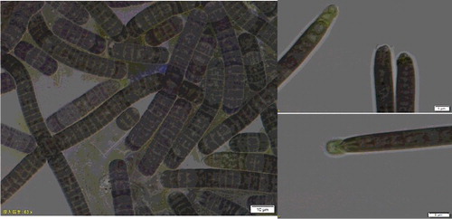 Figure 1. Light photomicrographs of strains of Oscillatoria sp. nov.