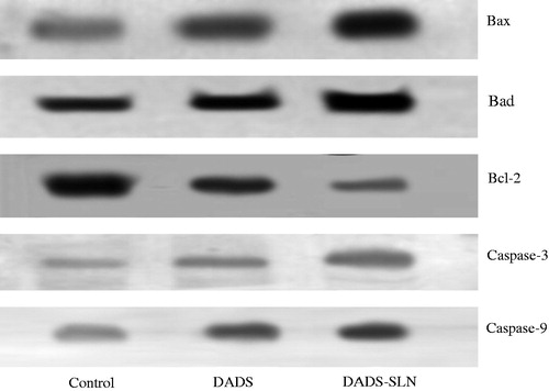 Figure 11. Mitochondrial-mediated apoptosis induced by DADS-SLN in comparison with DADS-treated MCF-7 cells confirmed by Western blot analysis of apoptotic-related protein expressions.