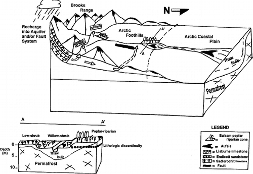 FIGURE 3. A preliminary model showing conditions favoring balsam poplar on the North Slope of Alaska