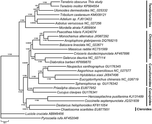 Figure 1. Phylogeny of 26 Cucujiformia species based on the maximum-likelihood (ML) and Bayesian inference (BI) analysis of the concatenated coding sequences of 13 mitochondrial PCGs. The nodes correspond to Bayesian posterior probabilities (left) and ML bootstrap support values in percentages (right, 1000 resamplings), respectively.
