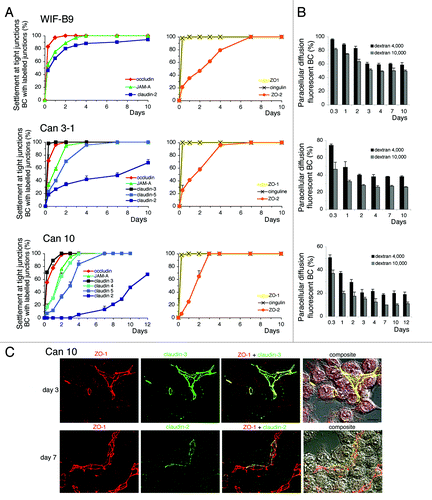 Figure 7. Settlement of tight junction (TJ) proteins and paracellular permeability throughout the polarization of cell lines expressing typical hepatocyte polarity. (A) Settlement of constitutive (left) and associated- (right) TJ proteins at TJs sealing bile canaliculi (BC), analyzed by immunolocalization. (B) Paracellular permeability throughout the settlement process. Values are means of three independent cultures of each cell line ; 11–3 values (not shown) were similar to those shown here for WIF-B9 cells. In Can3–1 cells, claudin-4 was not settled at TJs as the other TJ proteins, and was present at the whole plasma from the first day. (C) Localization of claudin-3 with ZO-1 on day 3, and of claudin-2 with ZO-1 on day 7, by confocal microscopy in Can 10 cells. The localization of the TJ proteins (compilation of 21–24 xy sections) is shown, followed by the merge image and the composite image (interferentiel contrast image + merge image), Note that on day 3 claudin-3 and ZO-1 were completely settled at the TJs sealing bile canaliculi, whether bile canaliculi were formed between two cells or more. By contrast, claudin-2 was not completely settled on day 7. It was either absent or partially present at the TJs where ZO-1 localized. Bar 10 μm,