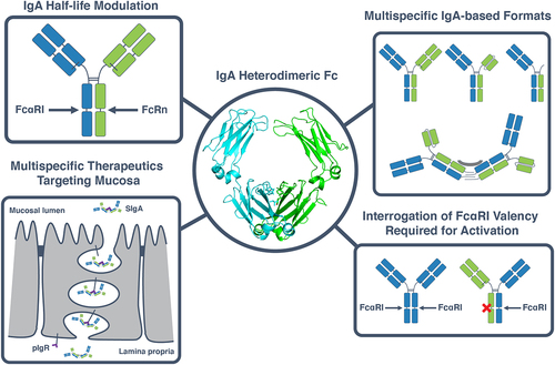 Figure 5. Applications of a heterodimeric IgA Fc in the development of IgA multispecifics and interrogation of IgA biology. The heterodimeric IgA Fc designs described herein (center) can be used for a variety of applications. These include engineering of an asymmetric IgA Fc, for example to introduce a FcRn-binding motif to increase the half-life of IgA while preserving binding to FcαRI (top left). A heterodimeric IgA can also be used to create multispecific therapeutics with a variety of formats, ranging from OAAs, bispecifics and biparatopics to multispecific multimers (top right) which can be used to target the mucosa when bound to the secretory compartment (bottom left). Heterodimeric IgAs can furthermore be used as a tool to interrogate fundamental questions surrounding IgA biology such as the effect of FcαRI binding valency on the activation of effector cells such as neutrophils (bottom right).