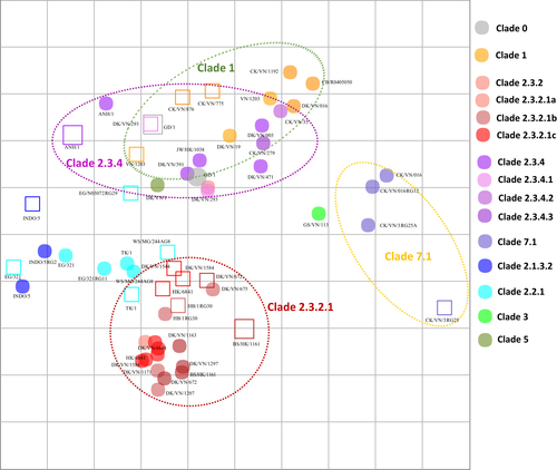 Fig. 2 Antigenic maps of influenza A(H5N1) HA based on HI immune responses to ferret antisera.Both vertical and horizontal axes represent antigenic distance. Grid lines represent 1 antigenic distance unit, corresponding to a 2-fold dilution in the HI assay. Different antigenic clusters are indicated with different colors. Filled circles indicate antigens, while open squares indicate antisera