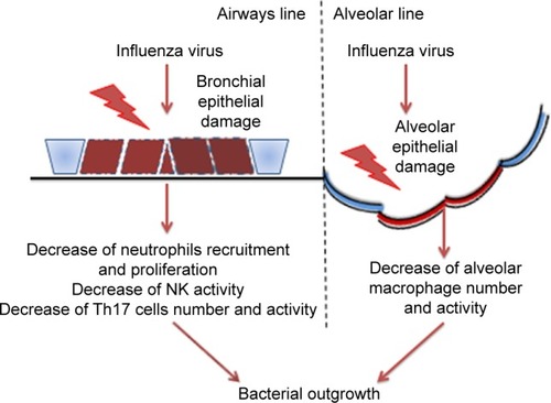 Figure 2 Representation of the known mechanisms proposed to explain how influenza virus favors bacterial outgrowth.