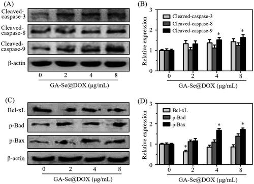 Figure 6. (A) The protein expression of cleaved-caspase-3, cleaved-caspase-8, and cleaved-caspase-9 in HepG2 cells after exposing to various concentrations of GA-Se@DOX. (B) The semi-quantitative analysis result of cleaved-caspase-3, cleaved-caspase-8, and cleaved-caspase-9 was shown by the histogram. *p < .05 vs. control group. (C) The protein expression of Bcl-xL, p-Bad, and p-Bax in HepG2 cells after exposing to various concentrations of GA-Se@DOX. (D) The semi-quantitative analysis result of Bcl-xL, p-Bad, and p-Bax was shown by the histogram. *p < .05 vs. control group.