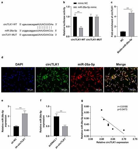 Figure 3. circTLK1 acted as a molecular sponge of miR-26a-5p. (a) potential binding sequence between circTLK1 and miR-26a-5p predicted using the StarBase; (b) binding relationship between circTLK1 and miR-26a-5p verified by dual-luciferase assay; (c) the interaction between circTLK1 and miR-26a-5p was evaluated by RNA pull down assay; (d) co-localization of circTLK1 and miR-26a-5p in N2a cells detected by FISH; (e-f) miR-26a-5p expression after sh-circTLK1 or pc-circTLK1 transfection detected using RT-qPCR; (g) correlation analysis between circTLK1 and miR-26a-5p expression in brain tissues of MCAO mice. Cell experiment was conducted 3 times. Data were expressed as mean ± SD and analyzed by independent t test. **P < 0.01.