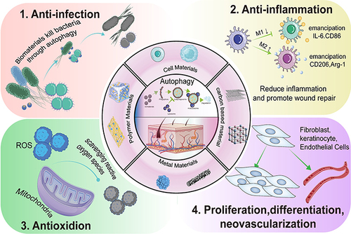 Figure 1 The mechanisms underlying skin wound repair by autophagy-based nanomaterials. Autophagy is strongly related to skin repair and exerts anti-infective anti-inflammatory and antioxidation effects, thereby promoting cell proliferation and differentiation and neovascular formation.