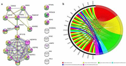 Figure 3. Enrichment analysis of differentially expressed gene pathways and PPI network. (a): PPI network of core genes. (b): General set enriches chord graph. PPI, Protein–Protein Interaction