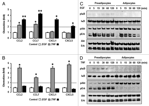 Figure 5. Confirmation of EGF- and TNF-responsive chemokines and comparison of signaling pathways in response to EGF and TNF. (A) In preadipocytes and (B) adipocytes, confirmation of EGF- and TNF-responsive chemokines. After isolating total RNA, qRT-PCR was performed using primers for CCL2, CCL7, CXCL1, and CXCL5. Fold changes were calculated as a relative value after setting the first vehicle-treated sample of preadipocytes and adipocytes as a control group (1.0), respectively. *, **, and # indicate significant increases and decrease (P ≤ 0.05), respectively (Student t test). Experiments were performed in triplicate and all data are shown as mean ± SEM. (C) EGF- and (D) TNF-responsive signaling pathways in preadipocytes and adipocytes. Cells were treated with EGF (10 ng/ml) or TNF (10 ng/ml) for 0, 5, 15, 30, 60, and 120 min. The whole cell lysates were prepared and western blots were performed using antibodies specific to IκB, Akt, Erk, and their phosphorylated forms. Experiments were performed in duplicate and a representative result is shown.