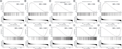 Figure 5. Enrichment of gene sets associated with SIX4 in breast cancer. (A) Double-strand break repair. (B) DNA replication. (C) Microtubule cytoskeleton organization involved in mitosis. (D) Meiotic cell cycle. (E) Cell cycle G2/M phase transition. (F) Humoral immune response. (G) Cell killing. (H) Neutrophil-mediated immunity. (I) Adaptive immune response. (J) IL-1 production.