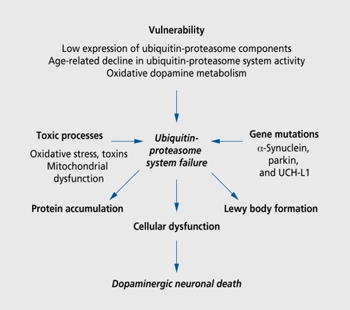 Figure 4. Possible relationship and interplay between proteolytic stress and other prominent observations in Parkinson's disease.