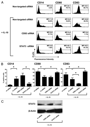 Figure 6. STAT3 is required for the development of CD14+ dendritic cells upon maturation in the presence of interleukin-10. (A–C) Effects of STAT3-targeting small-interfering RNAs (siRNAs) on CD14, CD80, and CD83 expression of monocyte-derived dendritic cells (MoDCs) matured in the absence (mDCs) or in the presence (IL-10-mDCs) of interleukin-10 (IL-10). (A) Representative results from five experiments, mean fluorescence intensities (MFI) and % positive cells are reported. (B) Mean percentages of positive cells ± SEM from n = 5 experiments, *p < 0.05. Non-targeting and CD83-specific siRNAs served as negative and positive controls, respectively. (C) Immunoblotting analysis of STAT3 expression levels upon transfection in IL-10-mDCs.