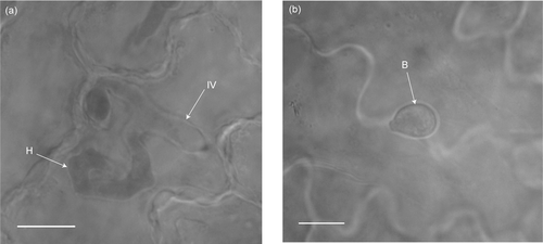 Figure 2:  Light micrographs of the infection process of Puccinia africana on Spilanthes mauritiana and Parthenium hysterophorus. (a) Puccinia africana intra-epidermal vesicle (IV) with a branching primary hypha (H) 48 h after inoculation on Spilanthes mauritiana. (b) Puccinia africana basidiospore (B) not germinating on Parthenium hysterophorus 48 h after inoculation. Scale bars = μ10 m