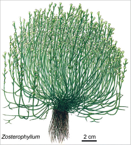 Figure 2. Morphology of the sporophyte of the Lower Devonian land plant Zosterophyllum shengfengense, which may have inhabited moist (semi-aquatic) areas. Note that the basal part of the plant is depicted as consisting of numerous negatively gravitropic root-like organs. Adapted from Hao et al..Citation13