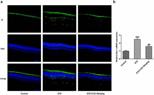 Figure 2. The effects of C3G on the microglial activation in DR mice. (a) Specific staining of microglia was used to mark the effect of glial cell activation in retina. (b) The mRNA expression of Iba-1 detected using RT-qPCR. *** p < 0.001 vs Control, ###p < 0.001 vs STZ+C3G20mg/kg