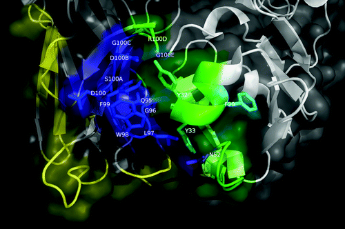 Figure 5. Functional map of the nimotuzumab paratope emerging from combinatorial mutagenenesis scanning. The structure of nimotuzumab Fv (PDB code 3GKW) is represented as a cartoon with semi-transparent surface. Heavy chain is shown in white, while light chain is represented in gray. Residues within protruding segments of complementarity determining regions of both chains (which were diversified through combinatorial mutagenesis in phage-displayed libraries) are highlighted in different colors. Targeted VL residues, for which a regular pattern of responsiveness to mutations was not found, are colored yellow. Those VH residues that could be replaced by multiple aa without affecting EGFR recognition are shown in green, while critical functional residues within VH CDR1, CDR2 and CDR3 that were conserved among EGFR-binding positive variants selected on the antigen are colored cyan, purple and dark blue, respectively. The figure was generated with Pymol.