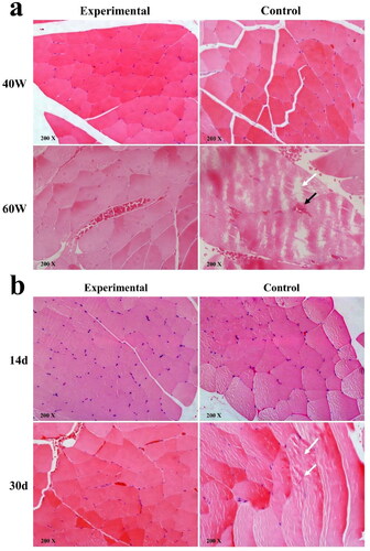 Figure 6. Histopathological changes of skeletal muscle adjacent to implants after 40 W and 60 W single microwave irradiation and continuous 40 W microwave irradiation (optical microscope). Black arrow: intermuscular bleeding, white arrow: myofibril disruption (a) and muscle fiber disorder (b).