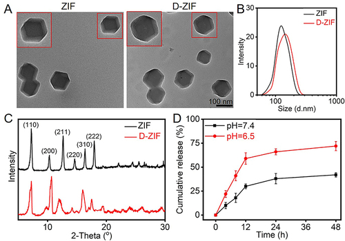 Figure 2 Characterization of ZIF and D-ZIF. (A) TEM images of ZIF and D-ZIF. Single NPs are highlighted in red frames. Scale bar, 100 nm. (B) The size distribution analysis of ZIF and D-ZIF by DLS. (C) The crystallinity of ZIF and D-ZIF by XRD. (D) Cumulative release of DHA in different pH values at 48 h for D-ZIF.
