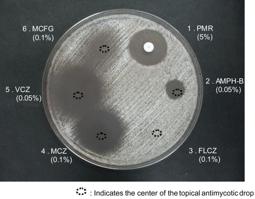 Figure 3 The disk sensitivity test using topically applied antimycotic agents. A 0.05% solution of VCZ was used because the 1% VCZ caused a large inhibition circle. PMR eye drops (5%) were used instead of ointment (1%). VCZ, ITCZ, MCZ, and PMR all caused an inhibition circle.