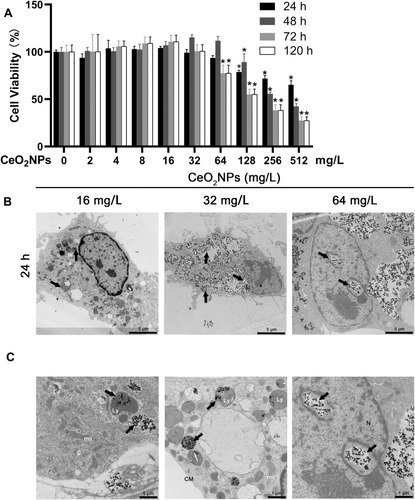 Figure 2 Effects of CeO2NPs on cell viability of BMMs and CeO2NP internalization by BMMs.