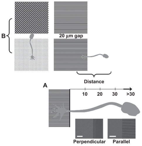 Figure 2 Cell positioning in competition experiments between (A) topography and unpatterned surface and (B) differing topographies. The scanning electron microscopy images in A denote the parallel and perpendicular boundary types for the lines.Notes: Scale bars = 5 μm. Distance in μm.