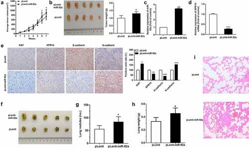 Figure 7. miR-92a boosted the progression of NSCLC in vivo.