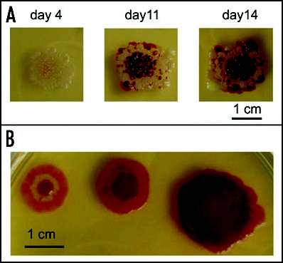 Figure 5 Bodies originating from multicellular inocula. (A) Development of a confluent colony (concol) of the F strain. Three subsequent stages at day 4, 11 and 14 after plating. (B) Spreading of a dense inoculum produces maculae. Development of 3 identical cell suspensions (about 106) spread to an area of a diameter 2, 7 and 20 mm, respectively, at 9 days after plating. Whereas two bodies at the left and middle grew while differentiating and exhibited (to a varying extent) aspects of the F colony phenotype, the body to the right did not grow beyond the original area of spread, and produced a macula.