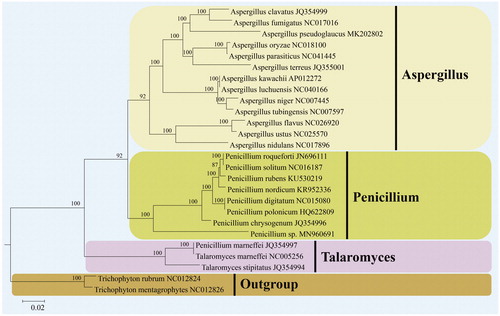 Figure 1. Phylogenetic position of Penicillium sp. D1806 in the family Aspergillaceae based on the Bayesian inference analysis of 14 concatenated mitochondrial protein-coding genes (PCGs). The 14 PCGs include subunits of the respiratory chain complexes (cob, cox1, cox2, cox3), ATPase subunits (atp6, atp8, atp9), NADH: quinone reductase subunits (nad1, nad2, nad3, nad4, nad4L, nad5, nad6). Bayesian inference posterior probabilities are shown above the internodes.